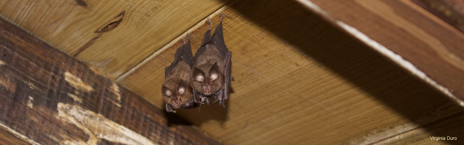 Banner JEP 2021_Morcegos