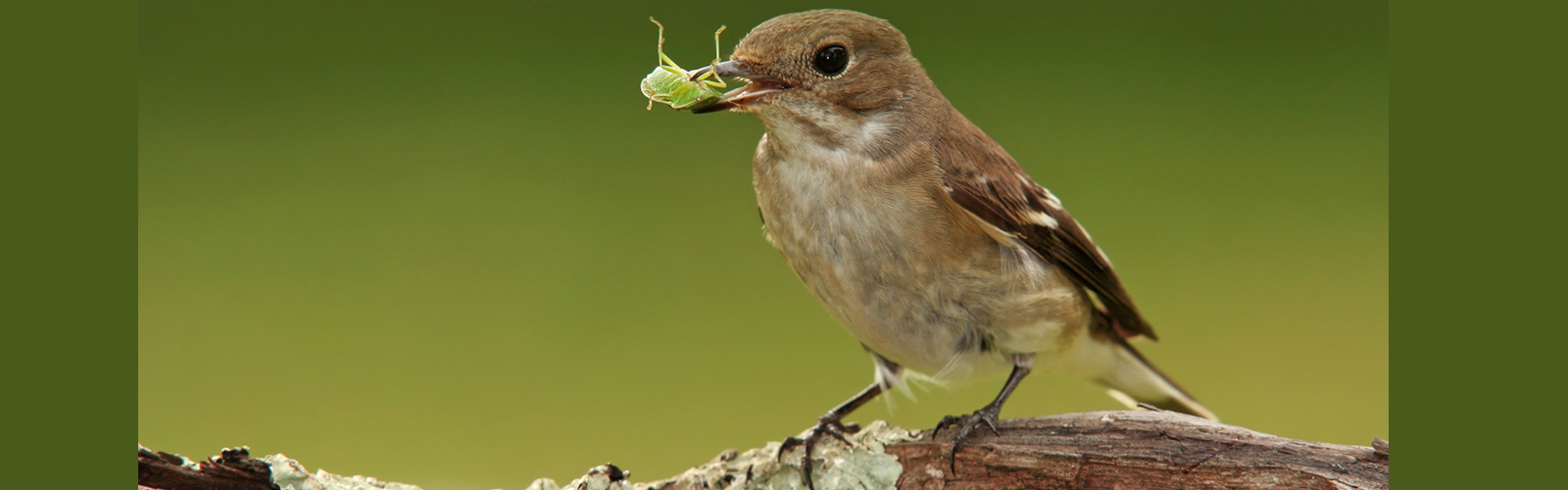 Eurobirdwatch 2021: As aves na cerca do Mosteiro de Tibães!