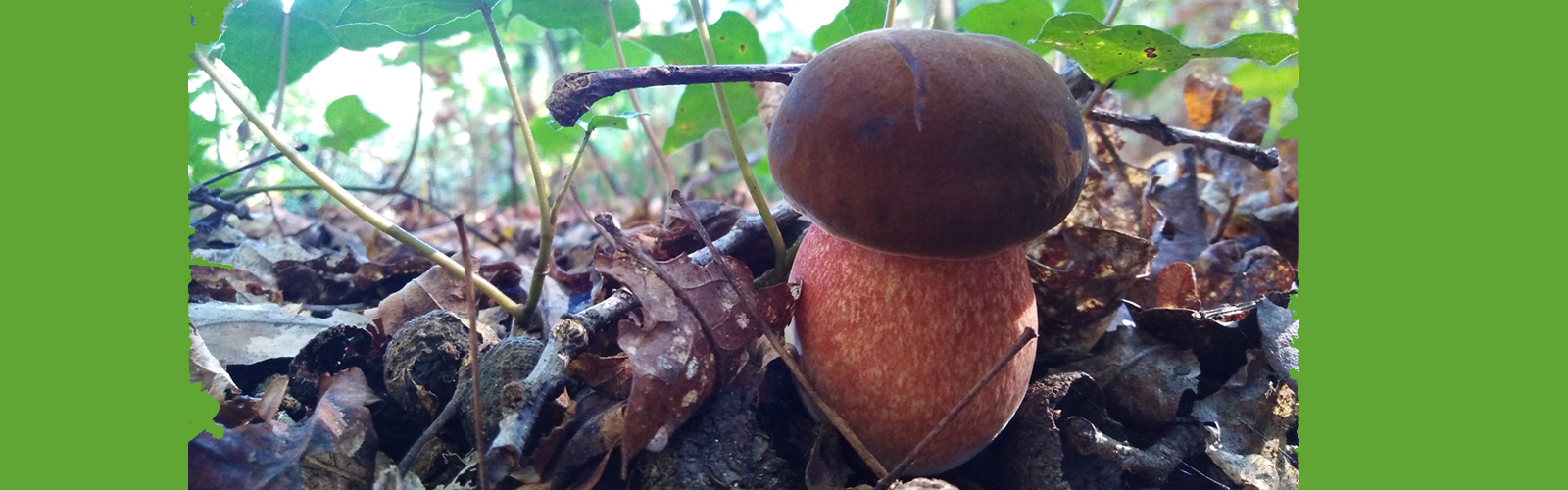 XXI Encontro Micológico no Mosteiro de Tibães