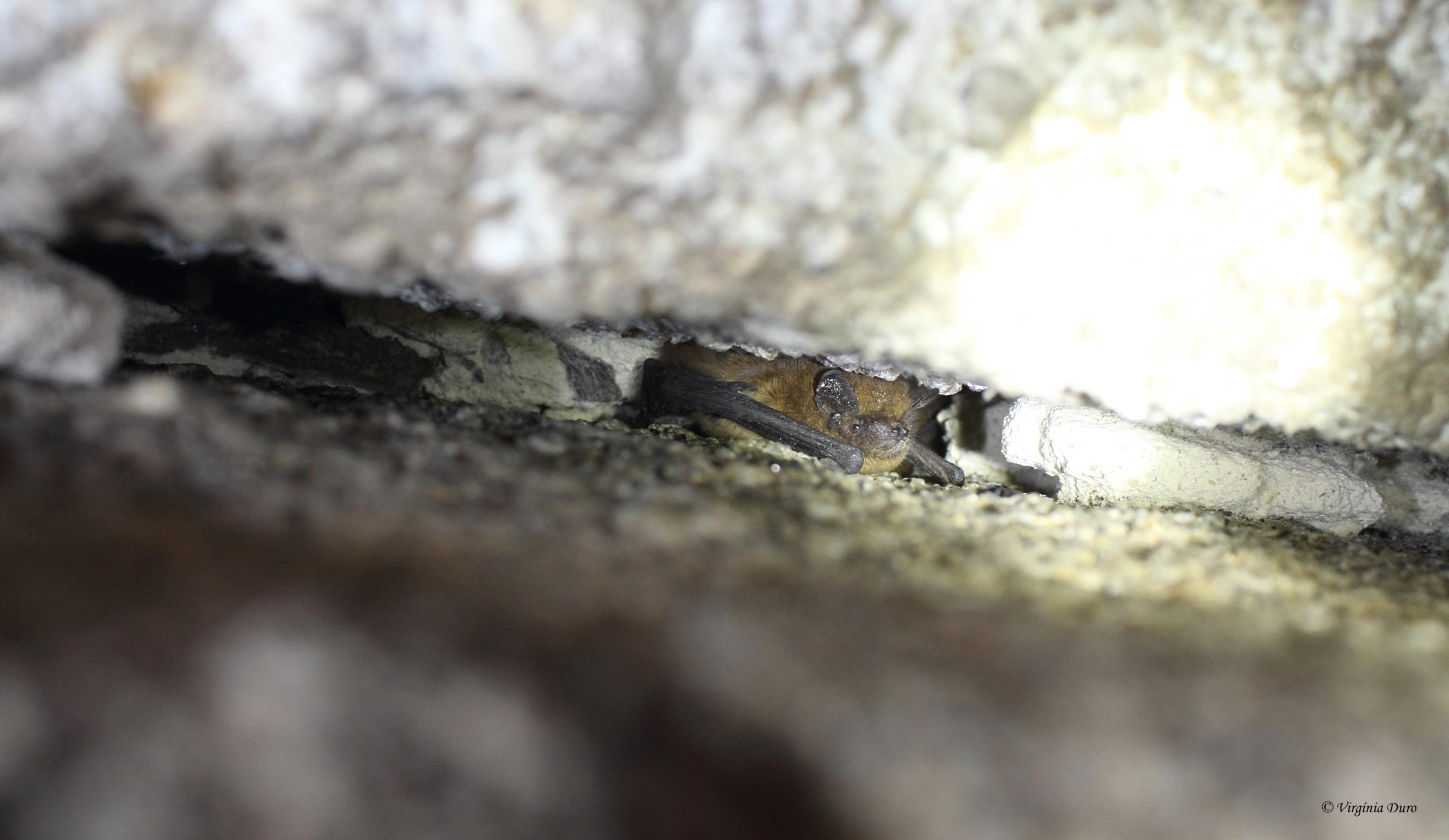 Noite Internacional dos Morcegos_2023